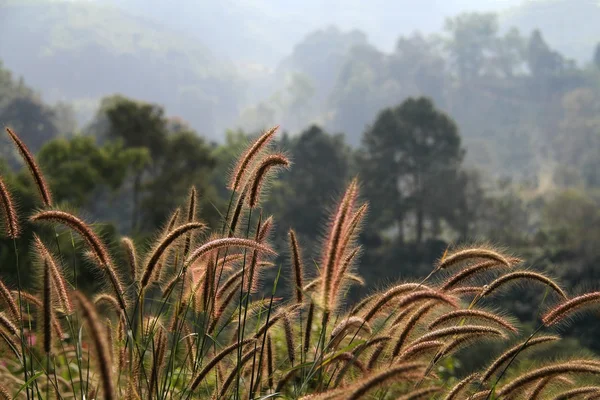 Reeds com fundo verde floresta — Fotografia de Stock