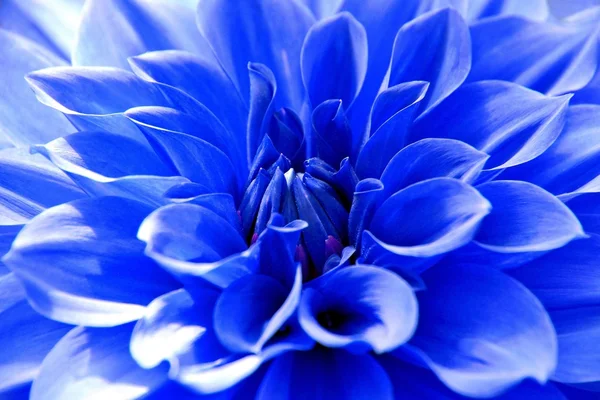 Close up of Blue Dahlia flower — стоковое фото