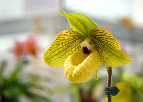 Pantoufle jaune Lady orchidée — Photo