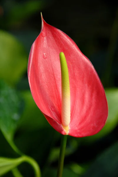 Flor roja del flamenco en el jardín — Foto de Stock