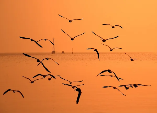 Möwen fliegen in den goldenen Himmel bei Sonnenuntergang am Meer — Stockfoto