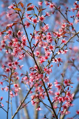 Pembe yabani Himalaya kiraz çiçekleri