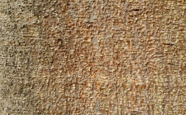 Kahverengi renk ağaç kabuğu doku