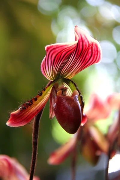 Orchidée pantoufle rose dame dans le jardin — Photo