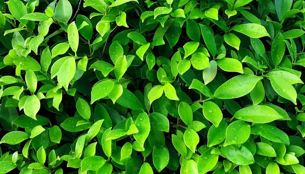 su damla arka plan ile yeşil yaprakları