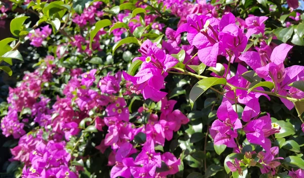 Flores buganvílias roxas com folhas verdes — Fotografia de Stock