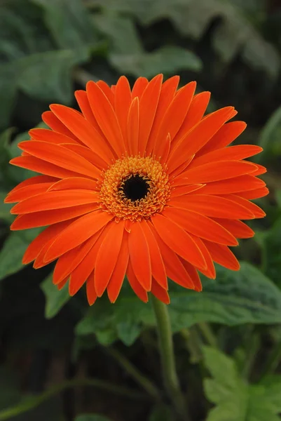 Single orange gerbera in garden — Stock Photo, Image