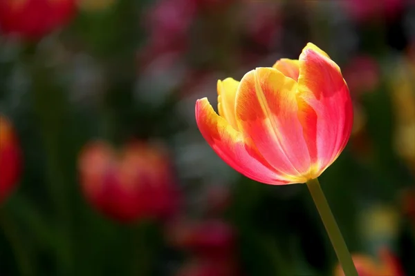 Flor de tulipán amarillo anaranjado sobre fondo colorido —  Fotos de Stock