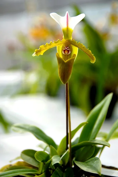 Jaune vert Lady Slipper Orchidée — Photo
