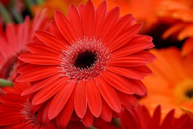 Turuncu gerbera yakın çekim