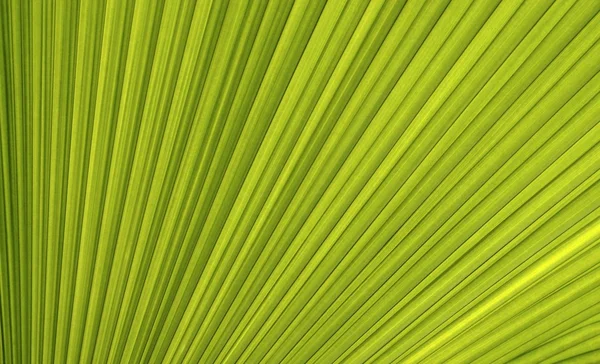 線および緑のヤシの葉のテクスチャ — ストック写真