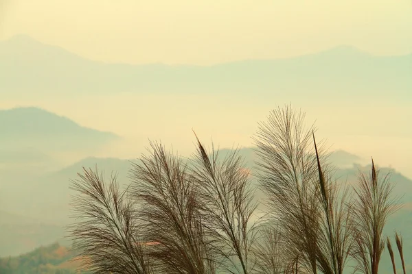 Roseaux avec fond de montagne flou — Photo