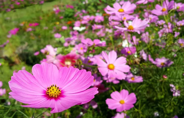 Ροζ Cosmos λουλούδια ανθίζουν στον κήπο — Φωτογραφία Αρχείου