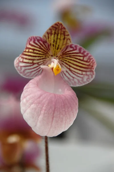 Babouche rose orchidée - Paphiopedilum micranthum — Photo