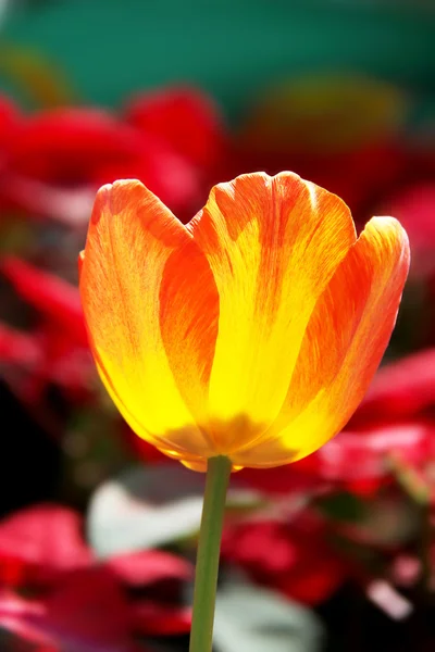 Flor de tulipán amarillo anaranjado sobre fondo colorido —  Fotos de Stock