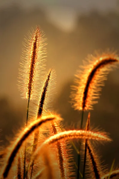 晴れた日の早朝に草原の花 — ストック写真