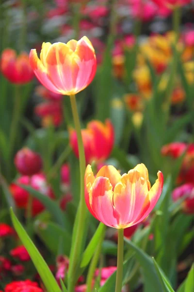 Różowe kwiaty Żółty tulipan na kolorowe tło — Zdjęcie stockowe