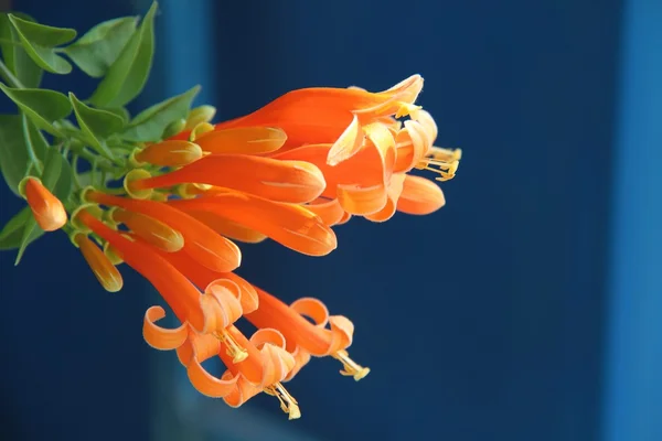 Close up de flores de trompete laranja no fundo azul — Fotografia de Stock