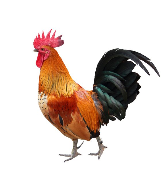 colorful rooster isolated on white background