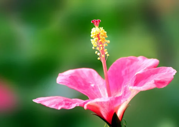 Hibiscus rosa sobre fondo de hoja verde, enfoque selectivo en el polen —  Fotos de Stock