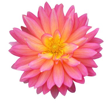 pembe dahlia beyaz zemin üzerine izole