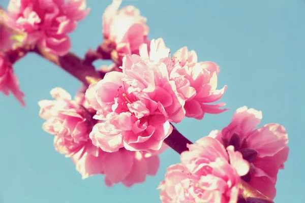 Sakura, pembe kiraz çiçeği iyon mavi gökyüzü arka plan