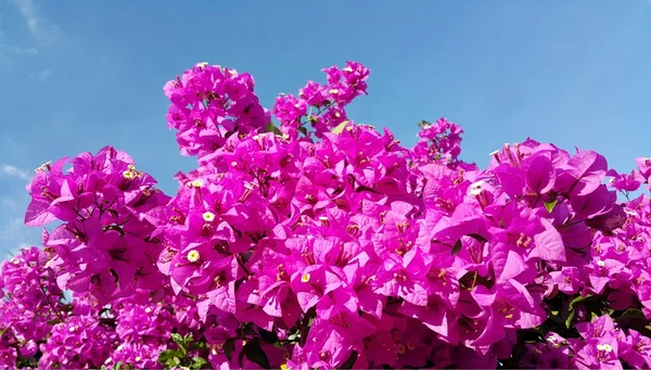 Flores de buganvillas rosadas contra el cielo azul — Foto de Stock