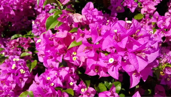 Flores de buganvília rosa com folhas verdes — Fotografia de Stock