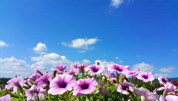 Flores de petúnia roxas em flor contra o céu azul com nuvens Fotos De Bancos De Imagens