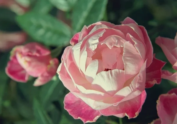 Beautiful pink rose in a garden — Stock Photo, Image