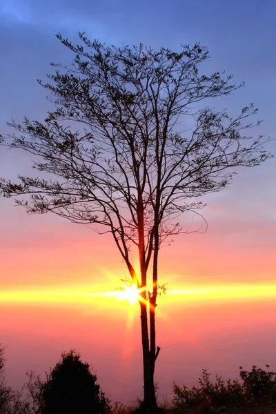 Lever de soleil derrière l'arbre dans la belle matinée au parc national de Phu Kradueng, province de Loei, Thaïlande — Photo