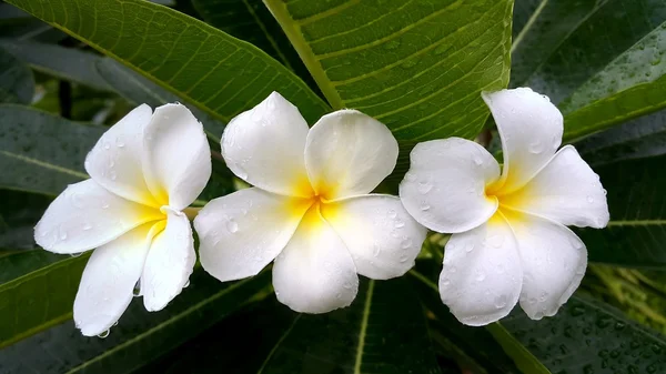 Yağmur damlaları çiçeklerle güzel beyaz sarı plumeria — Stok fotoğraf