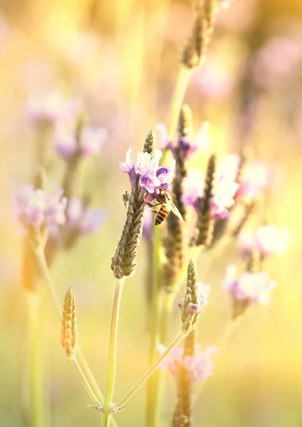 Abeja de miel en flor de lavanda púrpura por la mañana con efecto de luz solar suave . — Foto de Stock