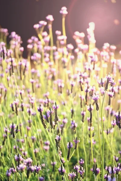 Violeta flores de lavanda en el jardín con suave efecto de luz solar . — Foto de Stock