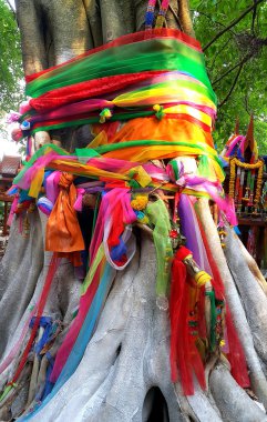 Büyük ağaç toz kaplı ve çok renkli kumaşlar ile bağlı, Tay halkının inanç