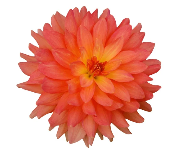 Fleur de dahlia orange isolée sur fond blanc — Photo