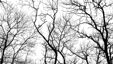 Beyaz arkaplanda izole ağaç dalları