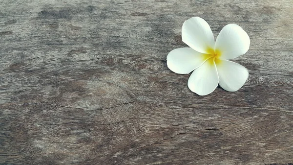 Hermosa flor de plumeria amarilla blanca en mesa de madera — Foto de Stock