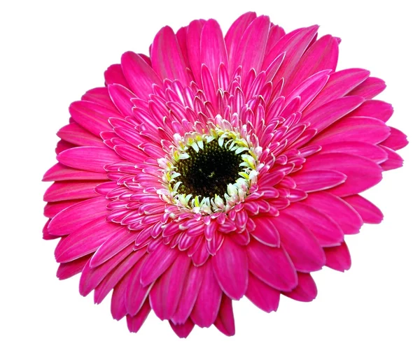 Roze gerbera bloem geïsoleerd op witte achtergrond — Stockfoto