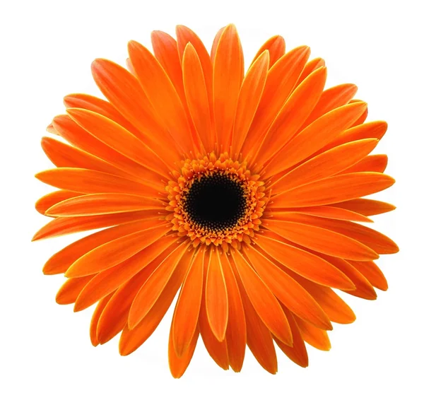 Single orange gerbera isolated on white background — Stock Photo, Image