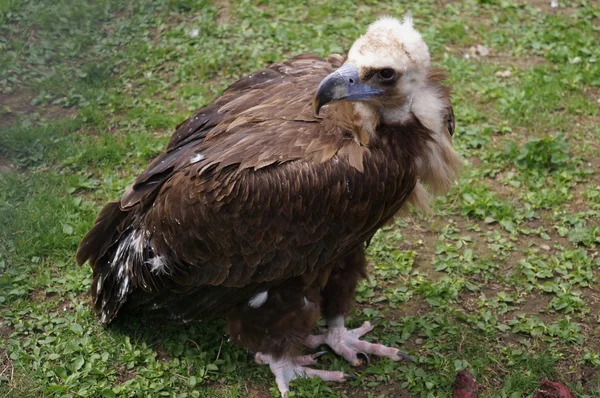 Der Adler mit dem weißen Kopf — Stockfoto