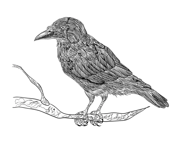 Raven siede su un ramo. Illustrazione realistica in bianco e nero — Vettoriale Stock