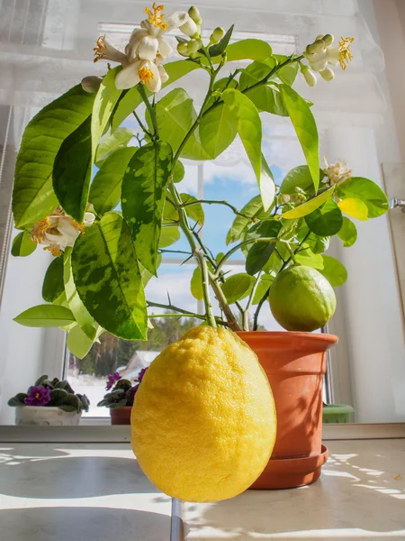 Küçük bir saksı ağaç üzerinde iki büyük limon — Stok fotoğraf