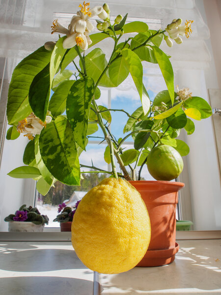 Two large lemons on a small potted tree