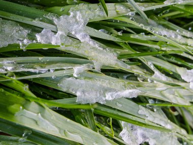 sonra bir sabah yağmur kar yeşil çimenlerin üzerinde buz parçaları