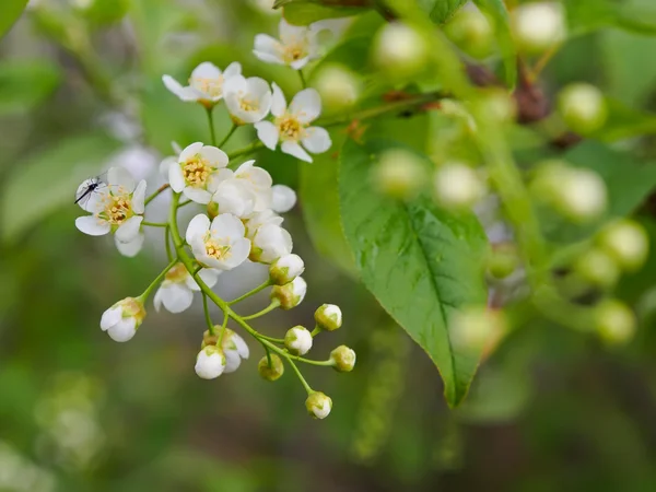 Las primeras flores de cerezo pájaro florecieron sobre el fondo de hojas verdes en el árbol —  Fotos de Stock