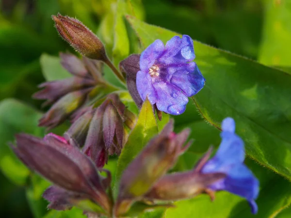 Lungenkraut am Morgen nach Regen mit Wassertropfen — Stockfoto