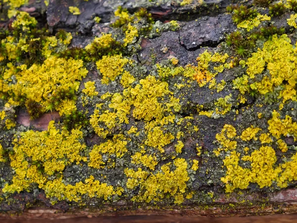 Жовтий мох на корі старого дерева — стокове фото