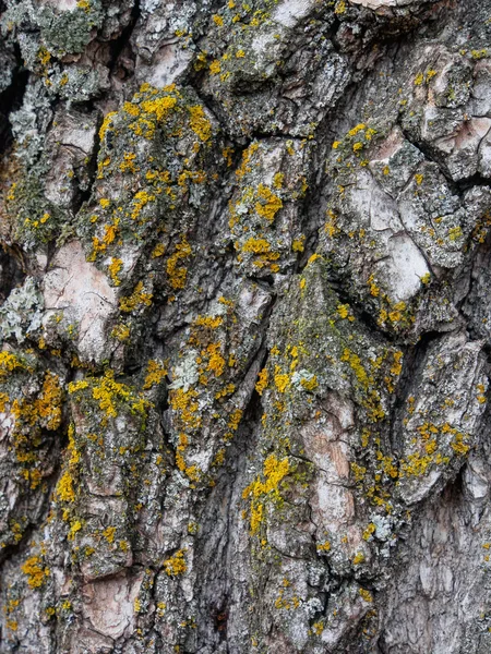 Casca de árvore velha coberta com musgo levemente — Fotografia de Stock