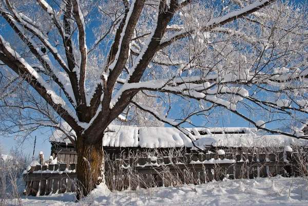 Дерево, покрите снігом — стокове фото